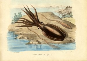Cuttlefish, 1863-79